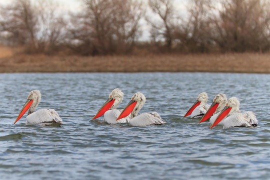 Dalmatian Pelicans（Pelecanus crispus）