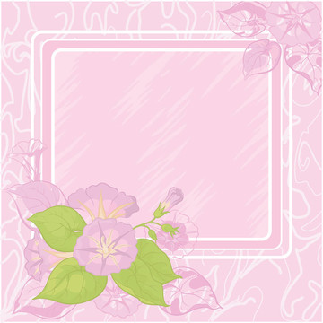 背景flowers Ipomoea