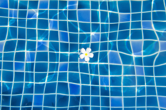 池底白花