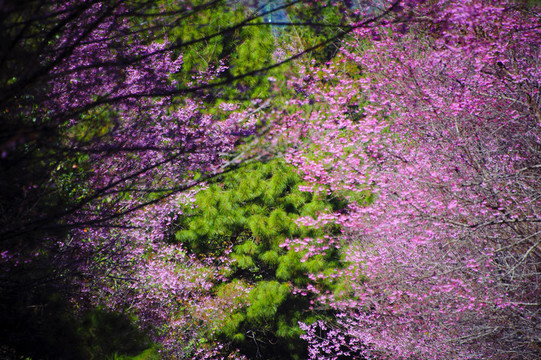 Art Sakura背景和壁紙