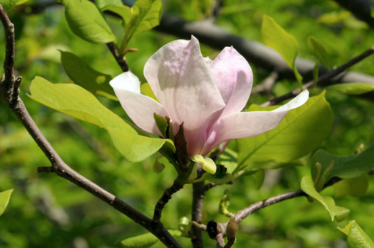 宏偉的白玉蘭花在春園