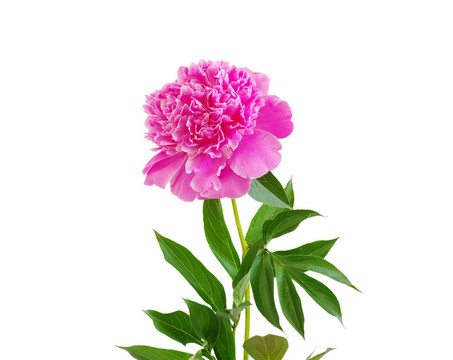 粉紅色的牡丹花