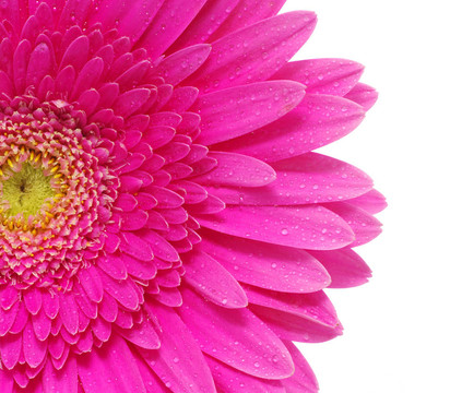 太陽花
