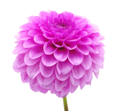粉紅色的花