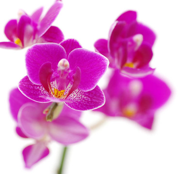 蘭花