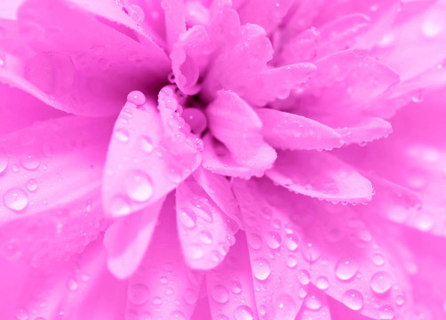 摘要花瓣