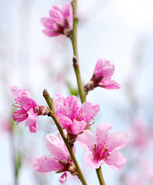 粉色的花