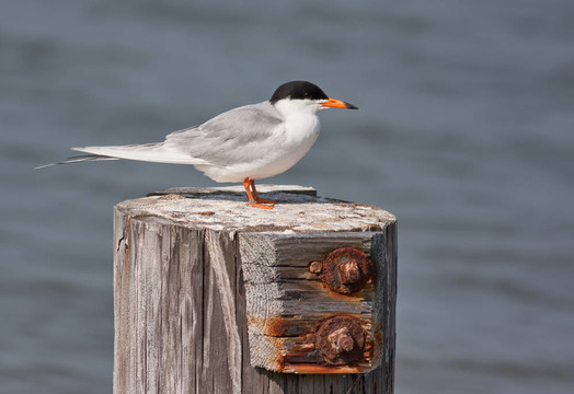 福斯特的燕鷗鳥（Sterna forsteri）