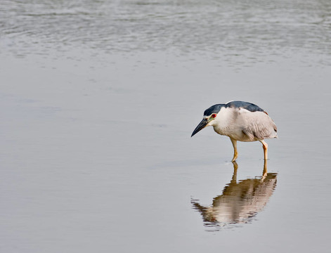 夜鷺（Nycticorax nycticorax）