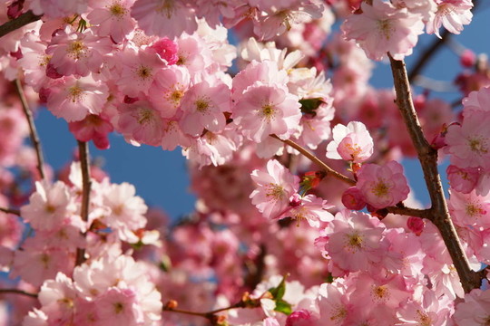 cherryblossoms