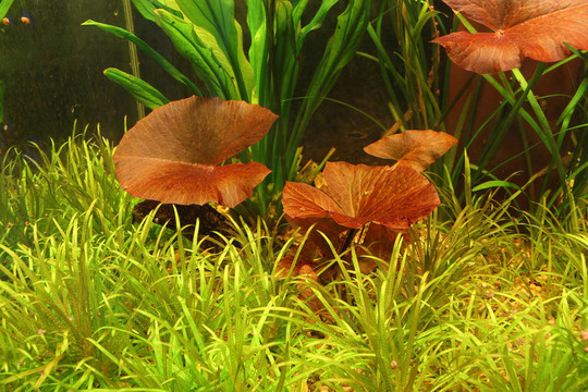 紅色水族蓮花