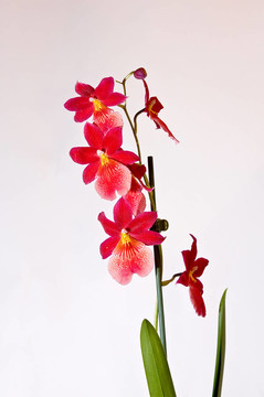紅蘭花。閉合