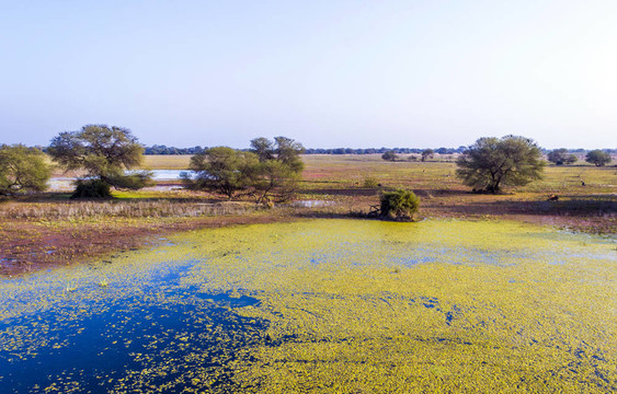 在keolado國(guó)家公園美麗的湖；印度。