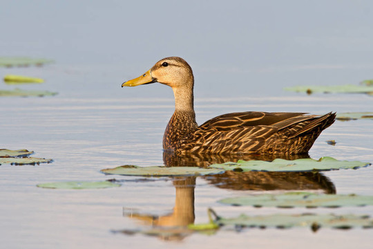 Mottled Duck（Anas Fulvigula）