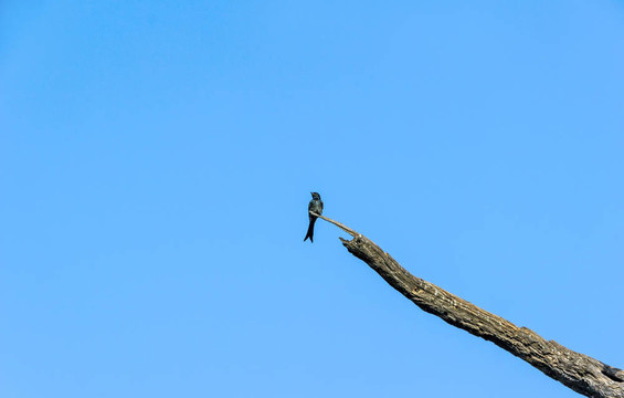 在keolado國家公園鳥類；印度。