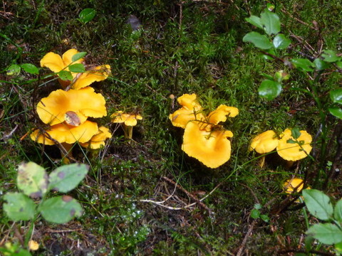雞油菌