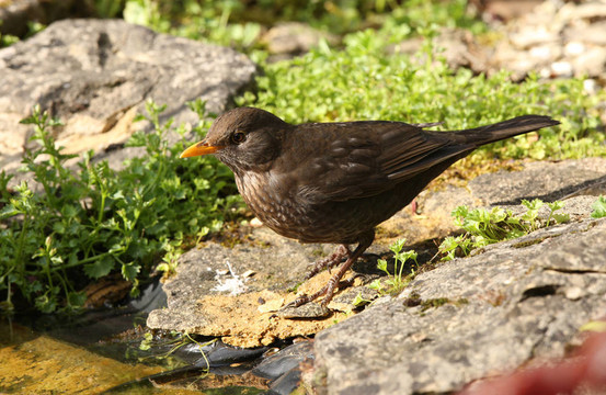 黑鳥