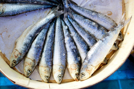 鹽水腌制的沙丁油魚在圓形木框