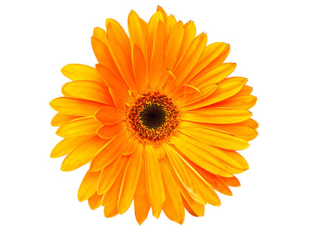 花束非洲菊