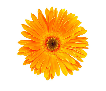 花束非洲菊