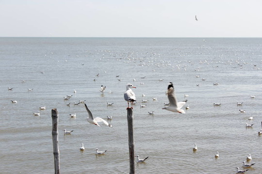 海鷗棲息