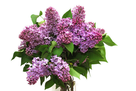 丁香花束