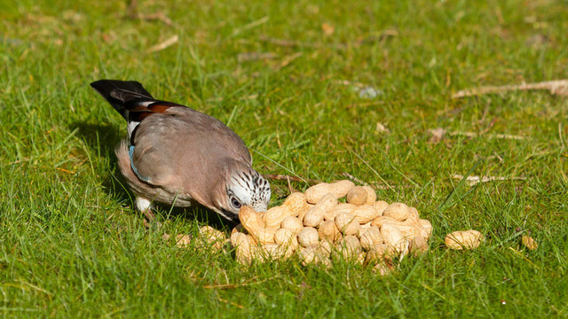 杰伊鳥（Garrulus glandarius）