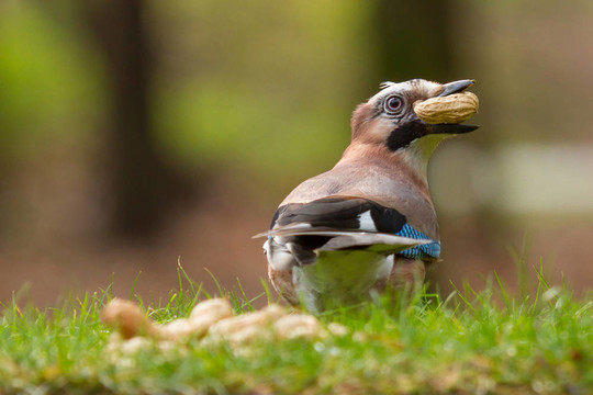 杰伊鳥（Garrulus glandarius）