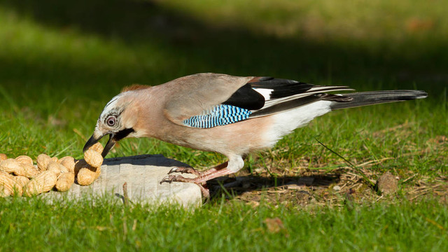 杰伊鳥（Garrulus glandarius）