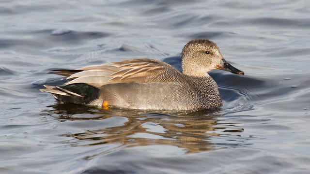 Gadwall（男）