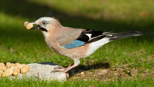 杰伊鳥（Garrulus glandarius）
