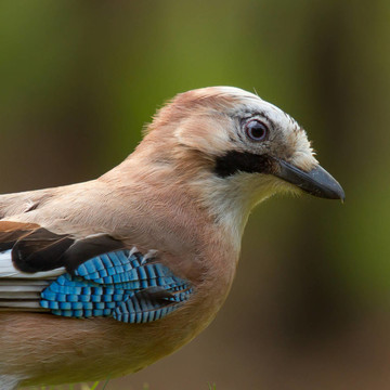 杰伊鳥（Garrulus glandarius）