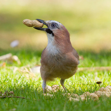 杰伊鳥（Garrulus glandarius）
