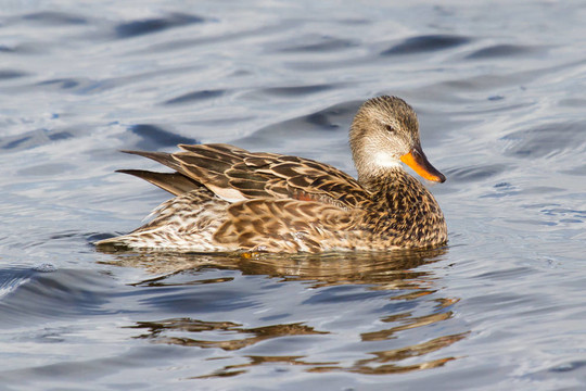 Gadwall（女）
