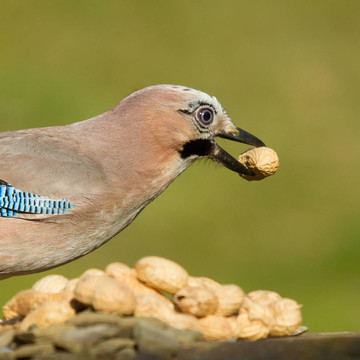 杰伊鳥（Garrulus glandarius）
