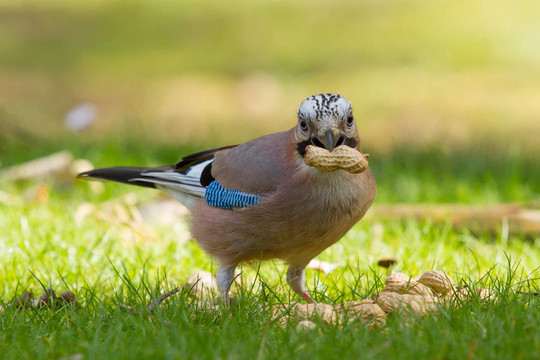 杰伊鳥（Garrulus glandarius）
