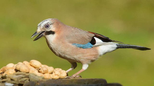 杰伊鳥(niǎo)（Garrulus glandarius）