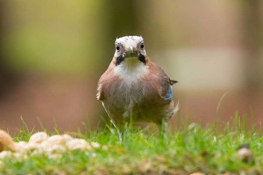 杰伊鳥（Garrulus glandarius）