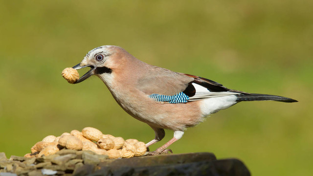 杰伊鳥（Garrulus glandarius）