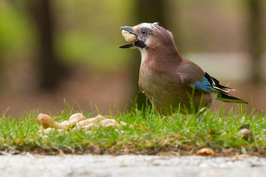 杰伊鳥（Garrulus glandarius）
