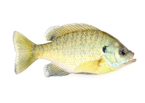 翻車(chē)魚(yú)