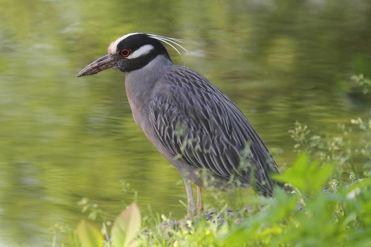 黃鷺（Nyctanassa violacea）
