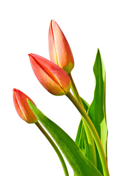 郁金香花