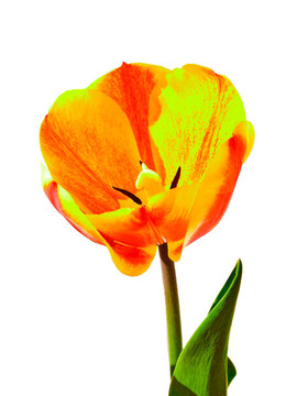 郁金香花