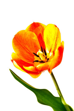 郁金香花