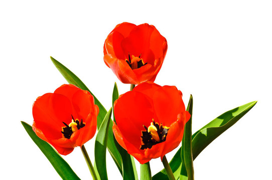 郁金香花