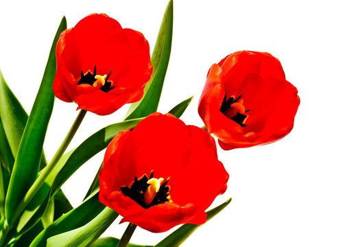 郁金香花