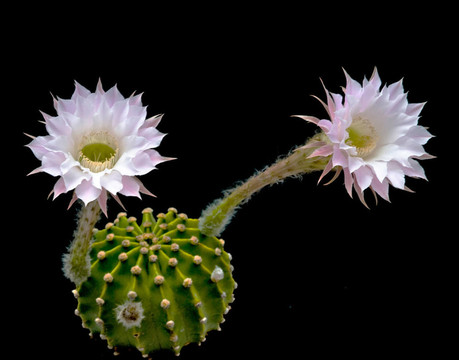 復(fù)活節(jié)百合花