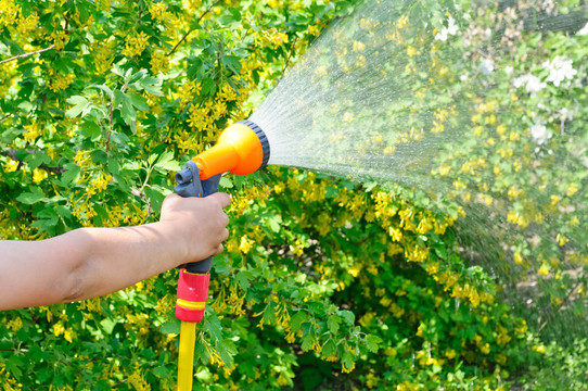 用軟管給花園澆水
