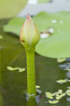 池塘里的小荷花